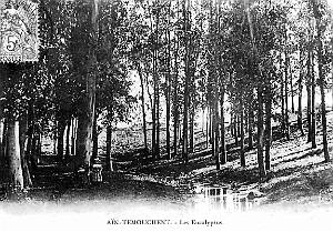 Ain-Temouchent - Eucalyptus - 1908
